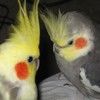 bcockatiel28